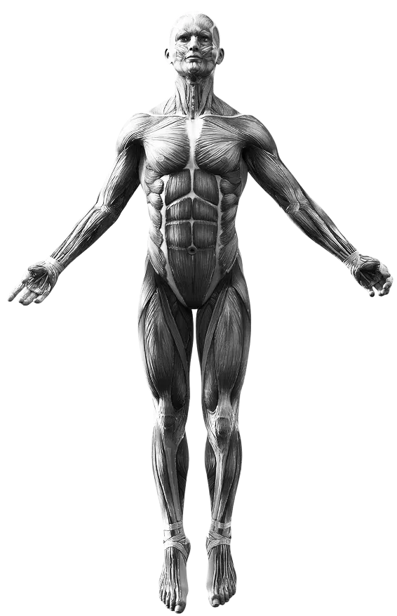 Illustration of the human spine, nerves and musculoskeletal system